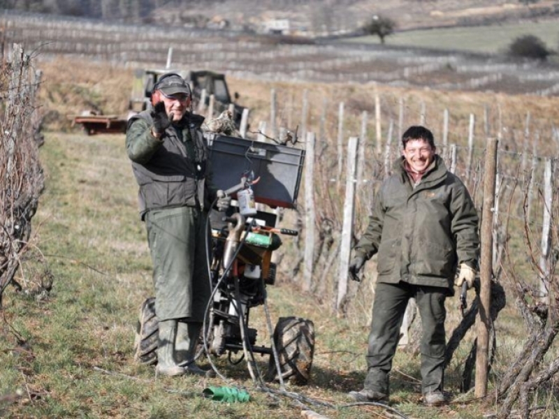 Pruning in Hautes-Côtes de Nuits