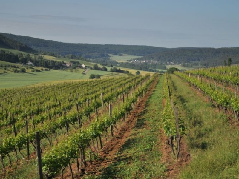 The Hautes-Côtes de Nuits