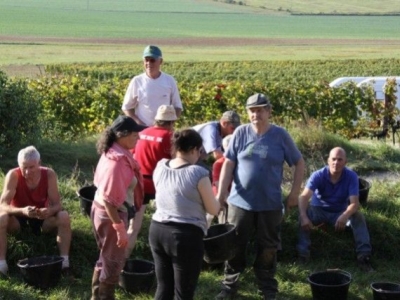 Les vendanges 2010, c'est parti