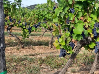 Les vendanges 2022