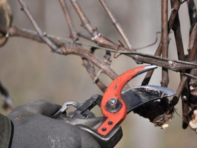 Pruning in Hautes-Côtes de Nuits